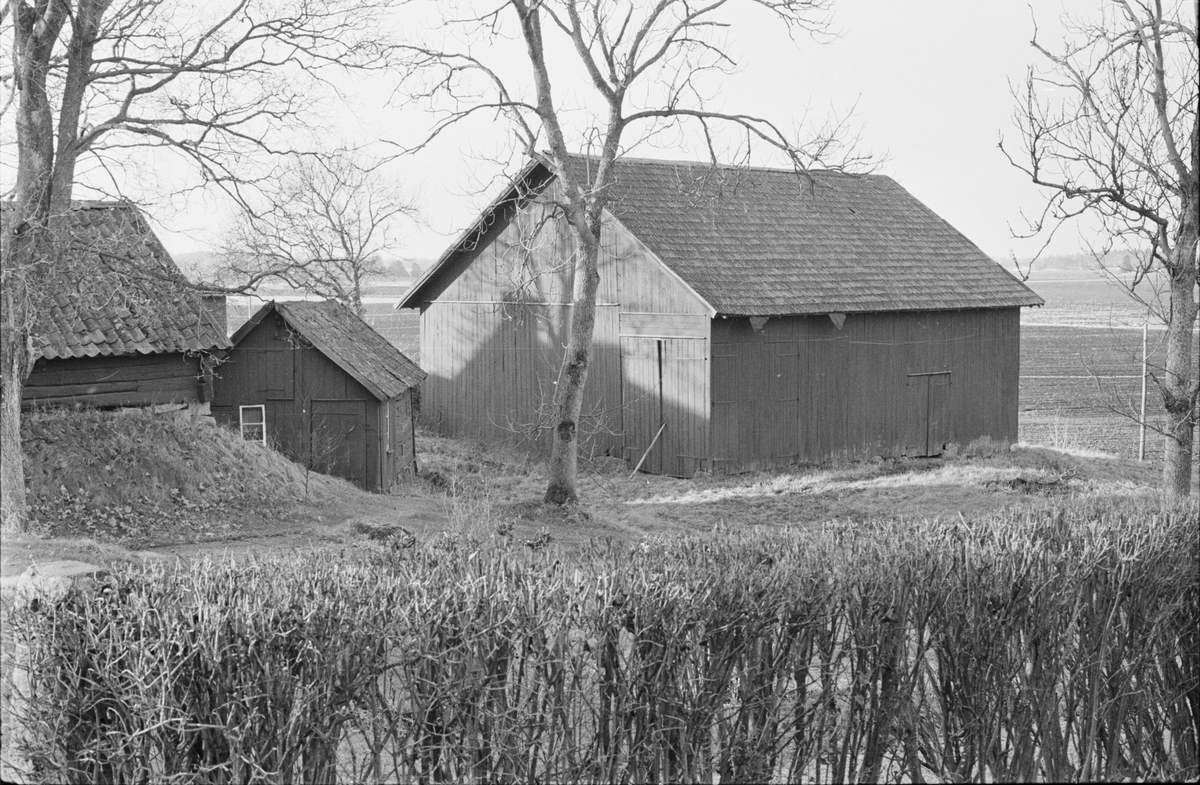 Källare, svinhus och lada, Norrhällby 3:4, Norrgården, Vaksala socken, Uppland 1978