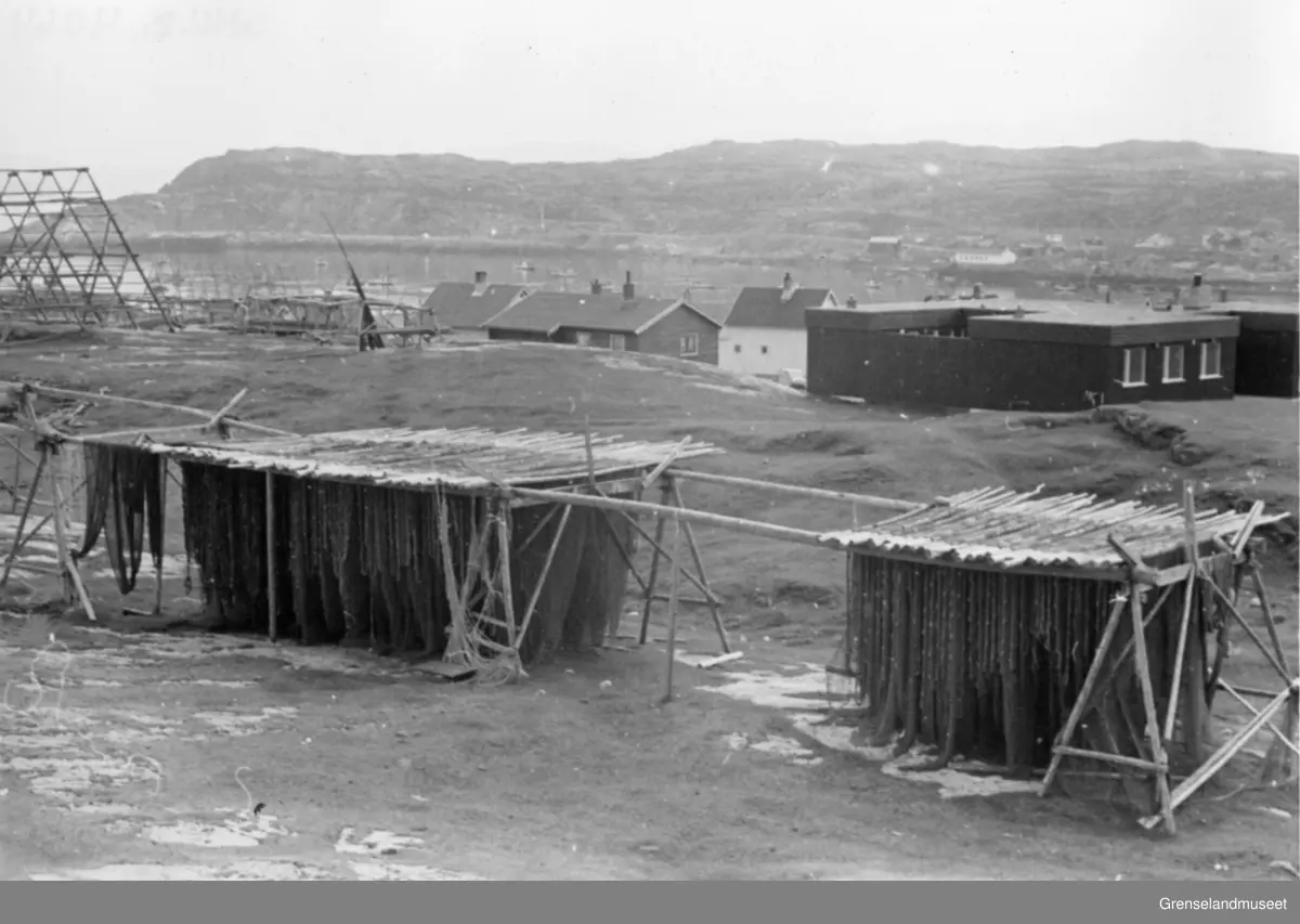 Bugøynes 19.07.1970. Seinøter til tørk. Den nye lærerboligen i bakgrunnen.