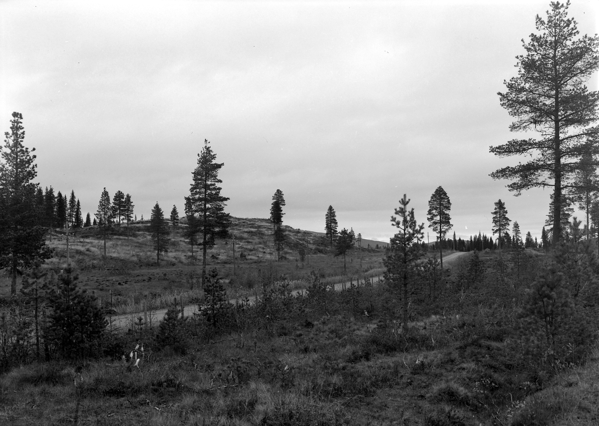 Van Severen & Co, Frøtrestilling, Bya skosstue, Harran
