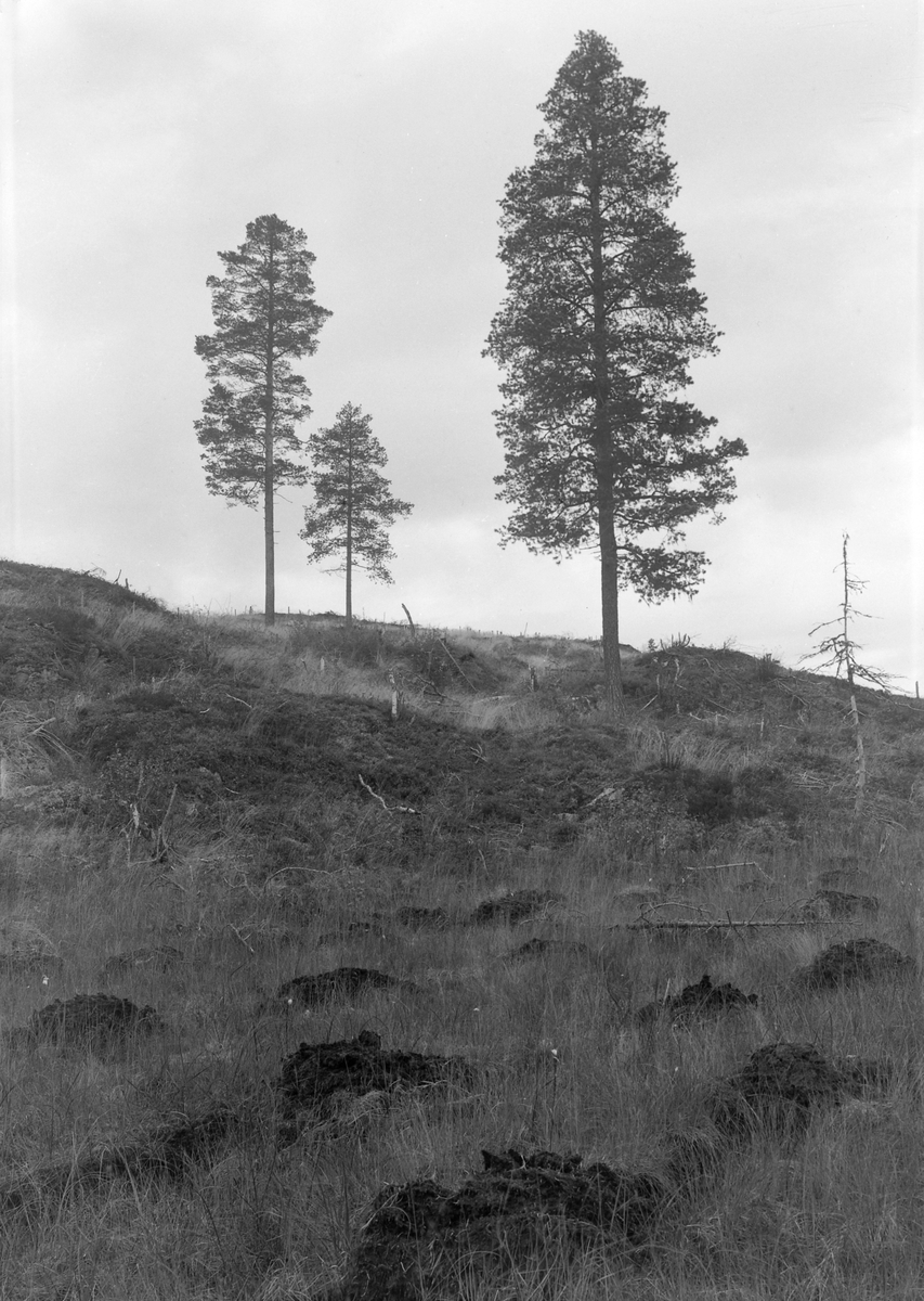 Van Severen & Co, Frøtrestilling, Bya skosstue, Harran