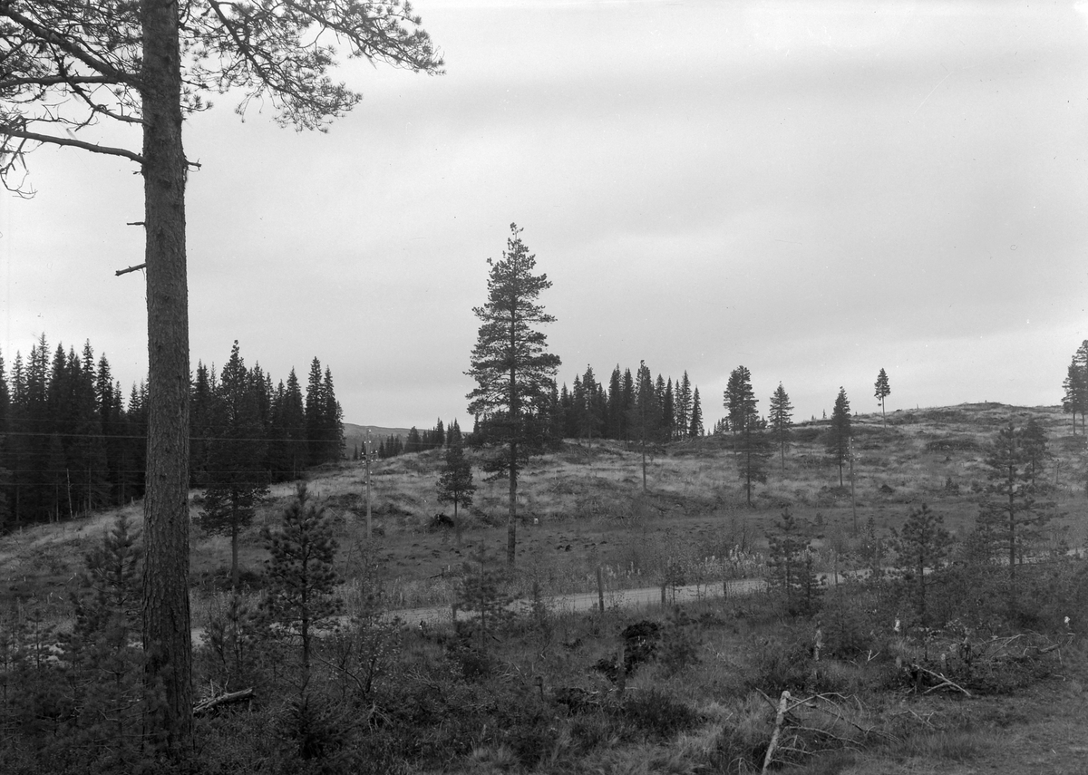 Van Severen & Co, Frøtrestilling, Bya skosstue, Harran