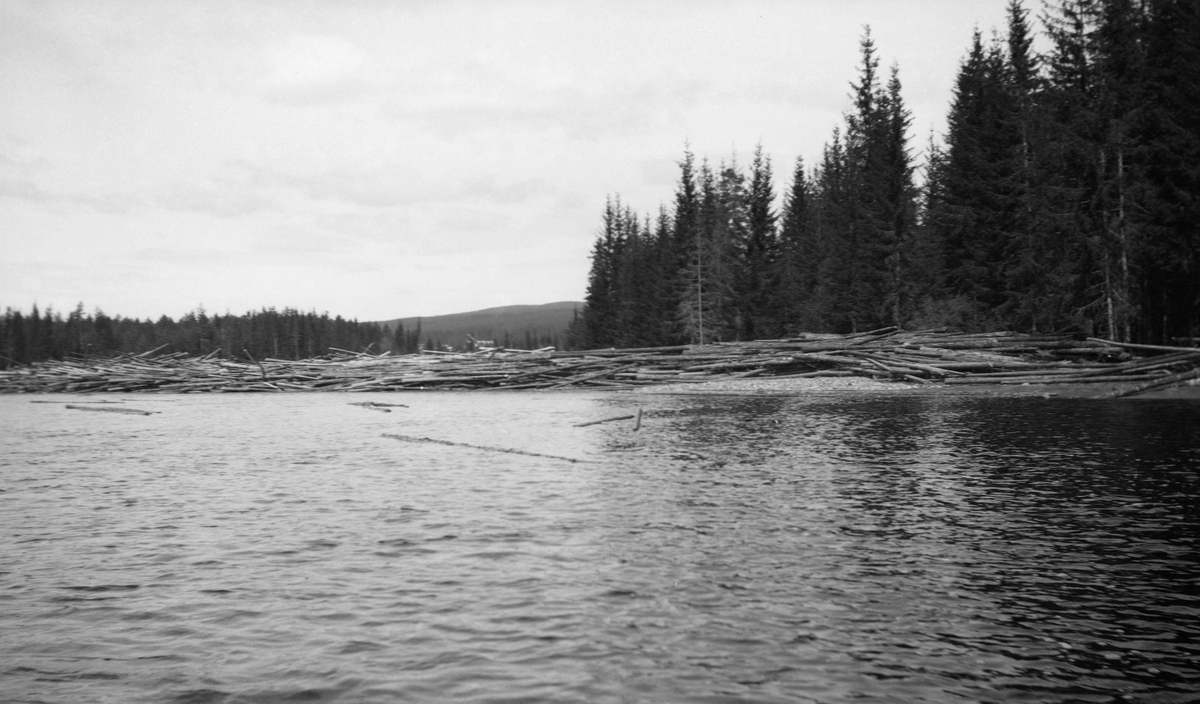 Tømmer på land etter flommen.  Elva i forgrunn. Glomma ved Flisa, Åsnes, Hedmark.