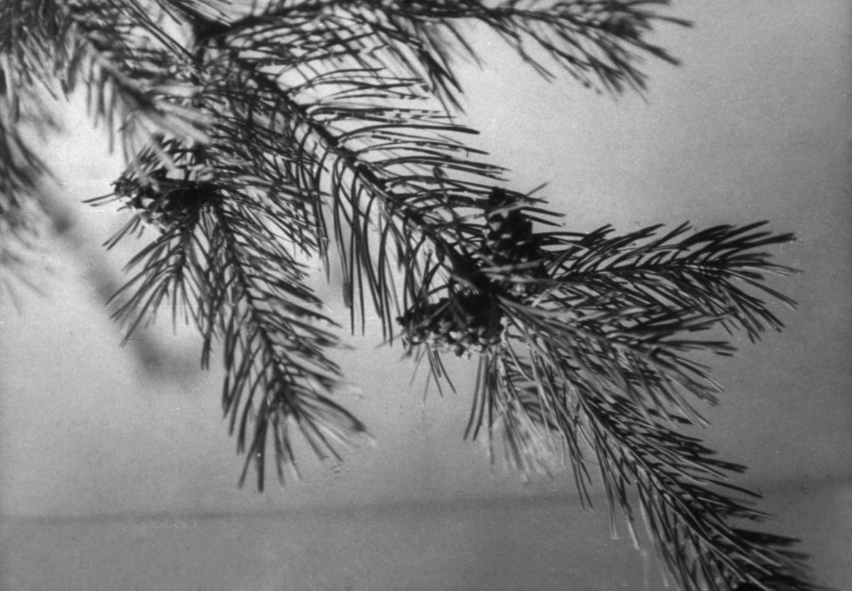 Furukvist med kongler, fotografert mot lys bakgrunn.  Dette fotografiet er den sjette illustrasjonen bildeserien «Konglesanking», et bildeband Lasse Thorseth lagde fra Landbruksdepartementets film- og bildekontor i 1957.  Til bildeserien hører et teksthefte skrevet av forstkandidat, byråsjef og frørådsleder Toralf Austin.  Til dette fotografiet har Austin skrevet følgende kommentar:

"Furukongler
Furukonglene trenger en sommer til før de er fullt utviklet.  Ytterst på kvisten finner vi årets produkt, så lite at vi nesten ikke kan se det.  Lenger inne har vi kongler som er to år gamle.  Lengst inne vil vi finne tre år gamle kongler som for lengst har åpnet seg og kastet frøene. "