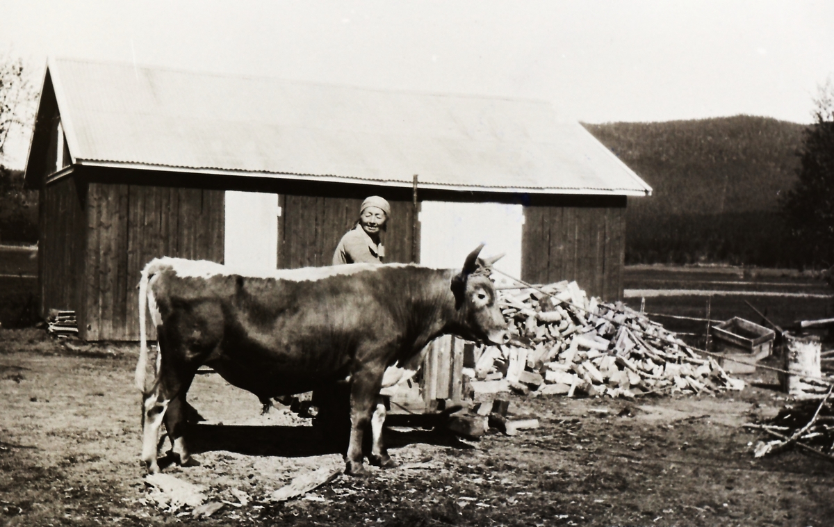 Ellen Løken f. Halland (1879 - 1941) med egen avlsokse.  
Bildet tatt på Nygård.