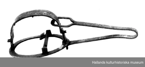 Fångstsax (mullvadssax) av järn. Oval bottenplatta fäst vid ett fjädrande handtag, två hullingförsedda armar.