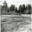 Badelunda sn, Västerås kn, Anundshög.
Röjningsarbete vid Anunudshög våren 1959.