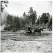 Badelunda sn, Västerås kn, Anundshög.
Röjningsarbete vid Anunudshög våren 1959.