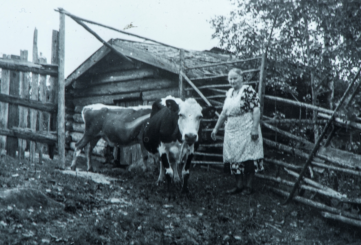 Anna Marie Andersen, gift Lien, (f: 11.03.1891 - d: 27.09.1971) Her sammen med kuer, kyr på Langsjølien ved Trøftskogen. Anna Marie er født og oppvokst på Eltonbakken i Stange. (Østre Eltoneie). Hun ble gift med Hans Pedersen fra Langsjølien.