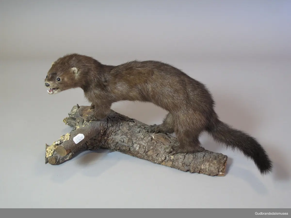 Mink, patte- og rovdyr i mårdyrfamilien. NFJ-00122 er en liten, brun hunmink; hvit flekk på haken og noe hvitt «dratt nedover» fra haken og ned mot brystet. Kortbeint, langstrakt og smidig kropp med en hale som utgjør nærmere 1/3 av totallengden. Den ble tatt i en minkfelle og utstoppet 1975. Montert på ubehandlet tre.