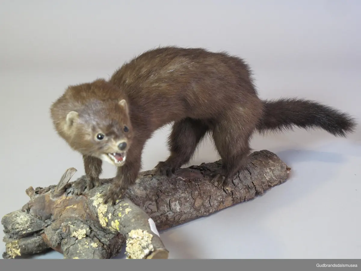 Mink, patte- og rovdyr i mårdyrfamilien. NFJ-00122 er en liten, brun hunmink; hvit flekk på haken og noe hvitt «dratt nedover» fra haken og ned mot brystet. Kortbeint, langstrakt og smidig kropp med en hale som utgjør nærmere 1/3 av totallengden. Den ble tatt i en minkfelle og utstoppet 1975. Montert på ubehandlet tre.