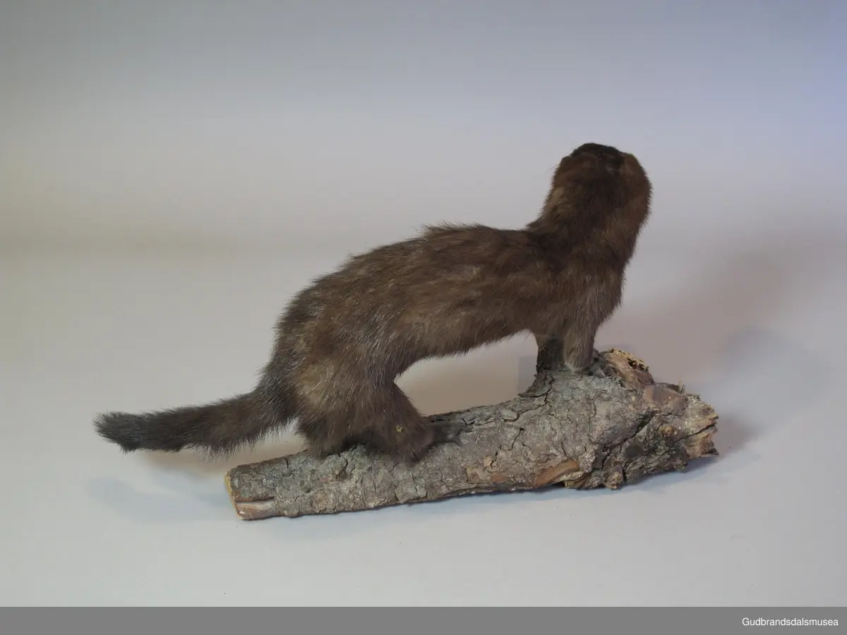 Mink, patte- og rovdyr i mårdyrfamilien. NFJ-00122 er en liten, brun hunmink; hvit flekk på haken og noe hvitt «dratt nedover» fra haken og ned mot brystet. Kortbeint, langstrakt og smidig kropp med en hale som utgjør nærmere 1/3 av totallengden. Den ble tatt i en minkfelle og utstoppet 1975. Montert på ubehandlet tre.