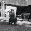 Harald Nelson. Kon födde tre stycken kalvar. Detta sker enligt Skånemejerier en gång på 10 000 kalvningar.