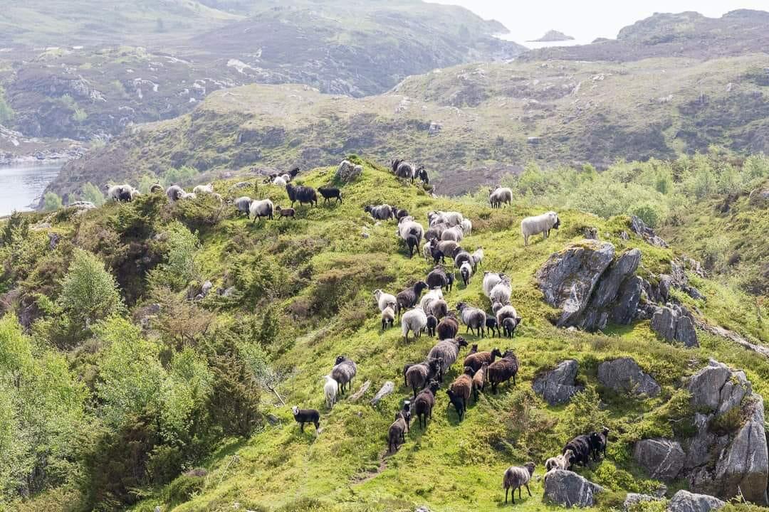 villsauar i kystlandskap