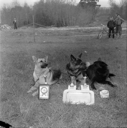 Schäferhundutstilling på Leangenbanen