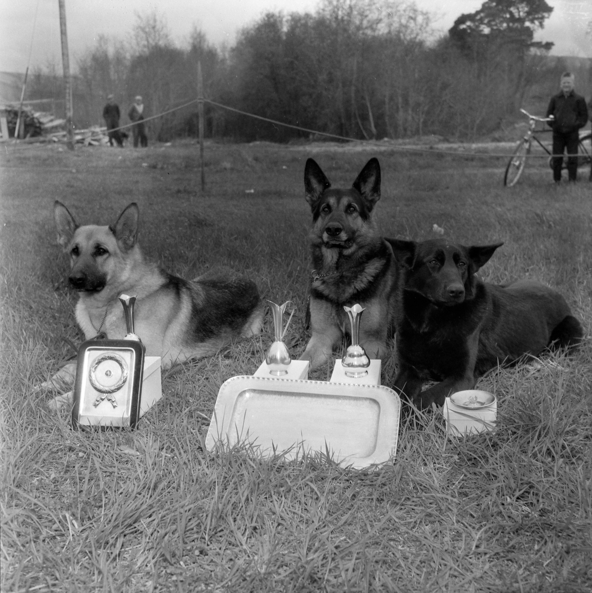Schäferhundutstilling på Leangenbanen