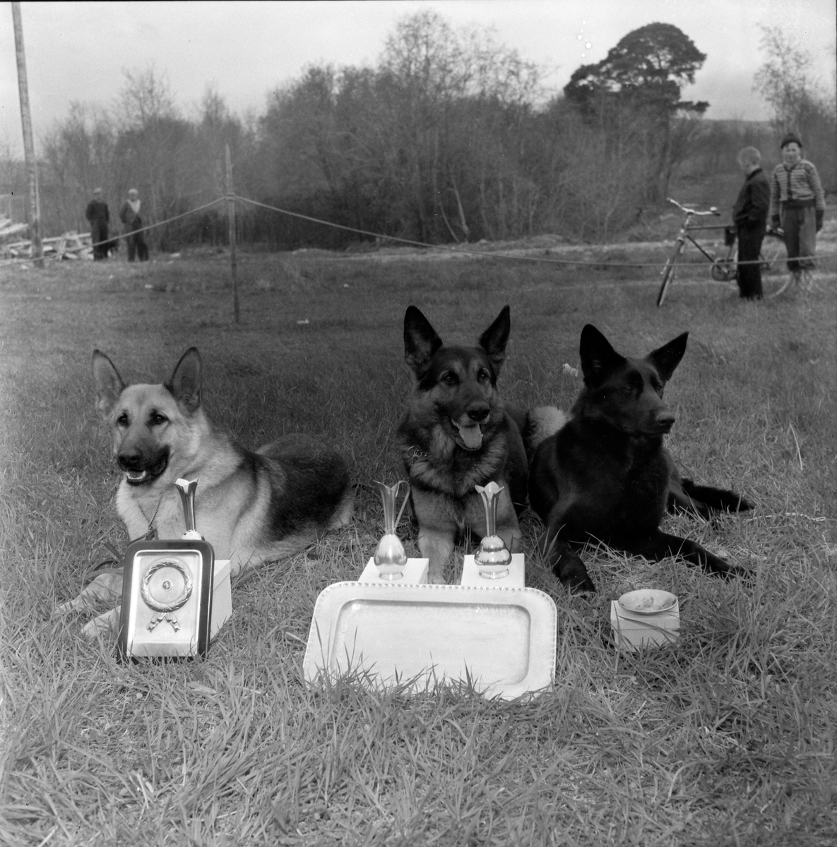 Schäferhundutstilling på Leangenbanen