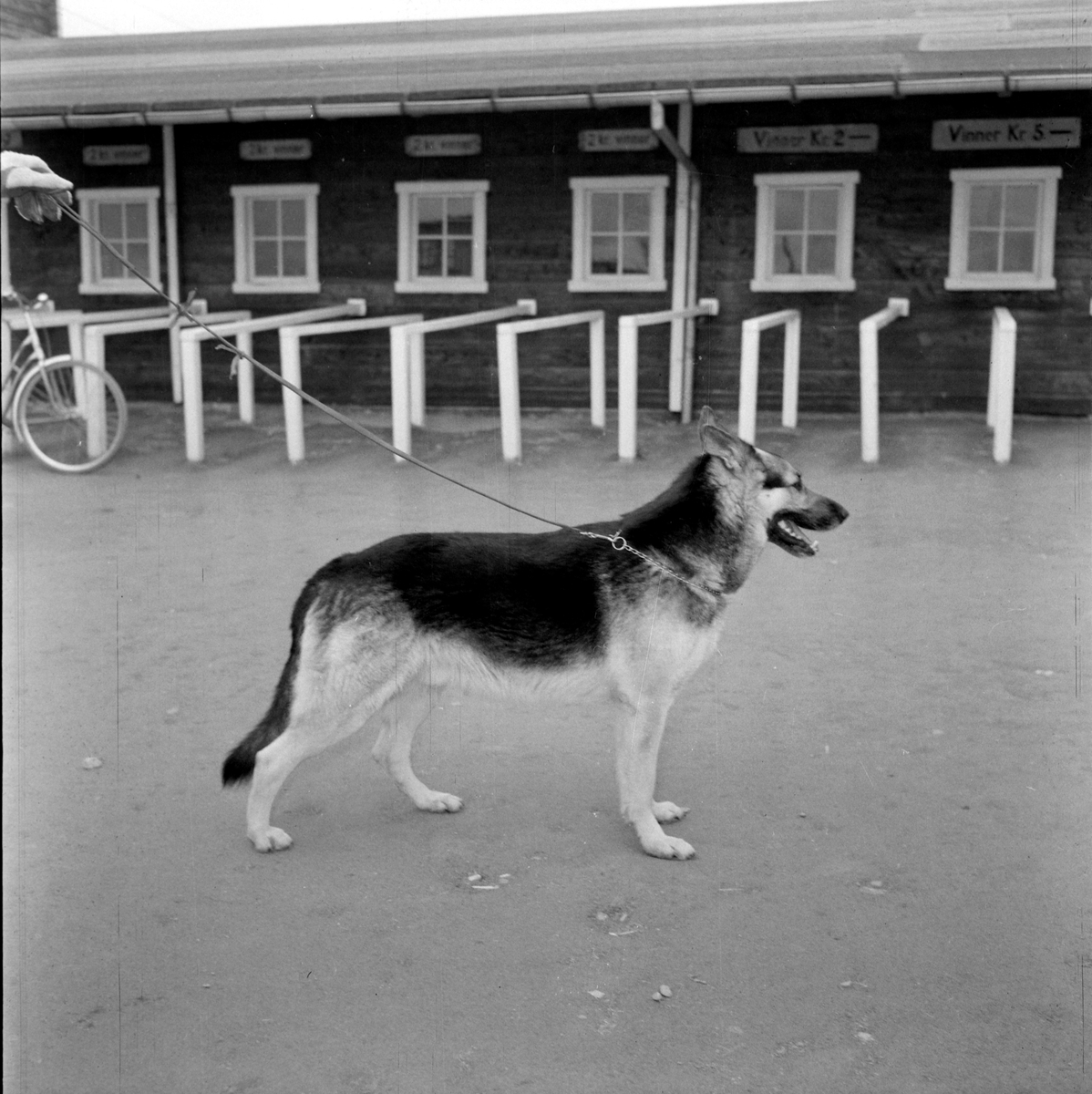 Schäferhundutstilling på Leangenbanen