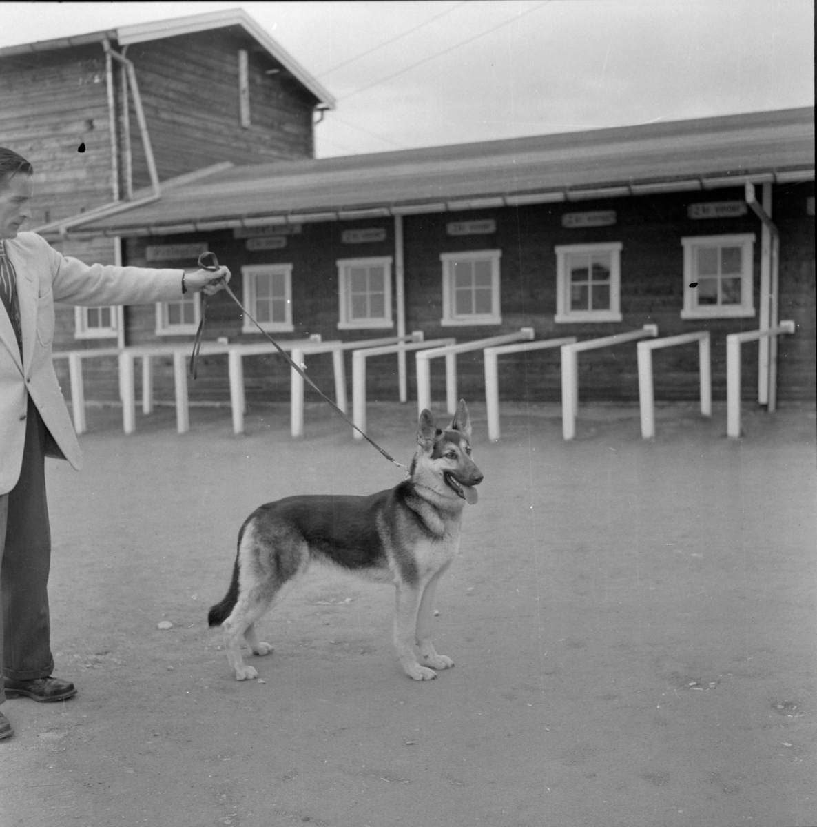 Schäferhundutstilling på Leangenbanen