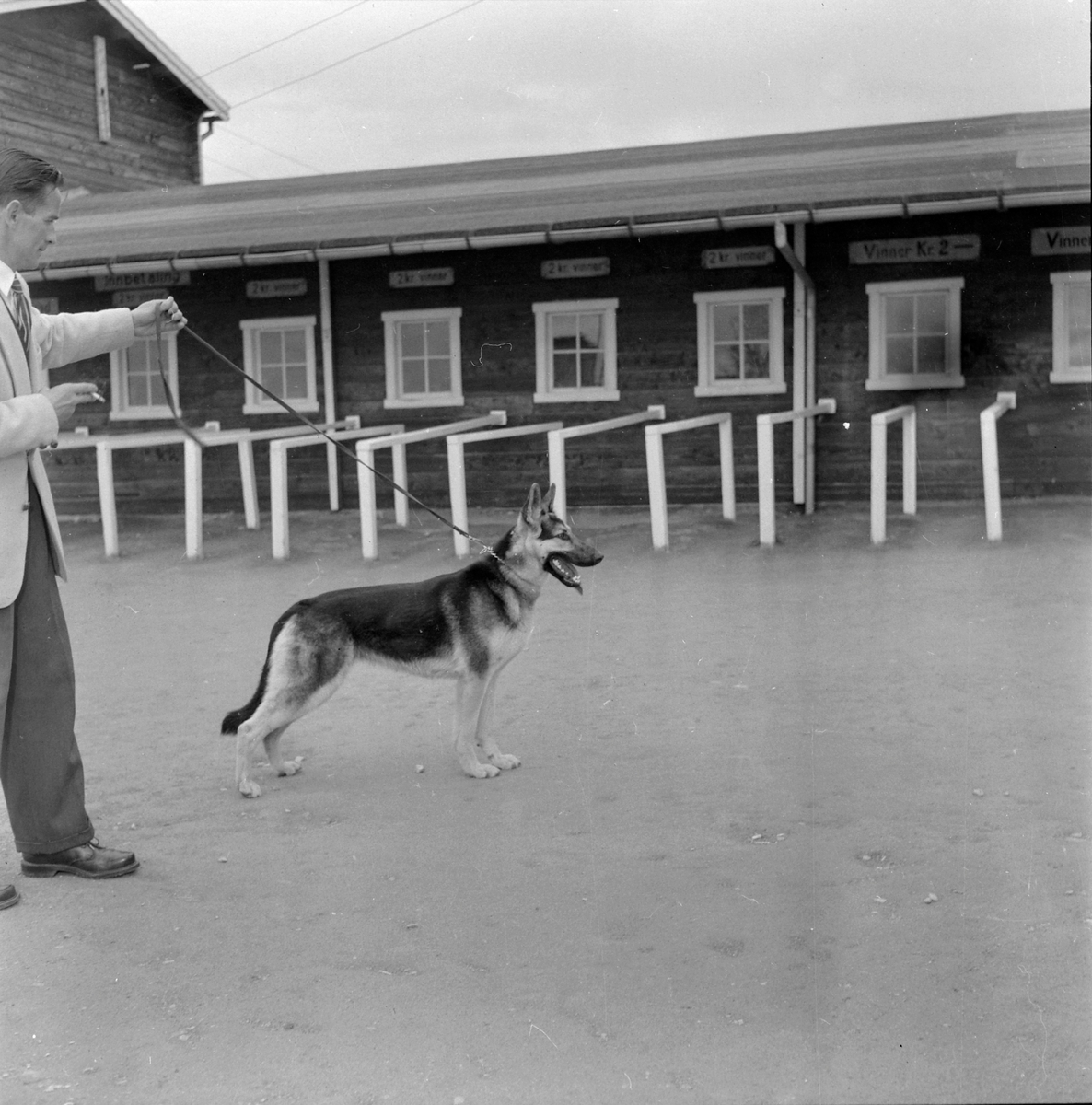 Schäferhundutstilling på Leangenbanen