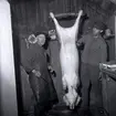 Grisslakt, byslaktare Alfred Persson Trosnäs, Persnäs.  80 år 12/12 -61. Grisen är stucken och skall tas ur.