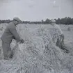 Rågskörd på gammalt vis. Nekarna samlas ihop.