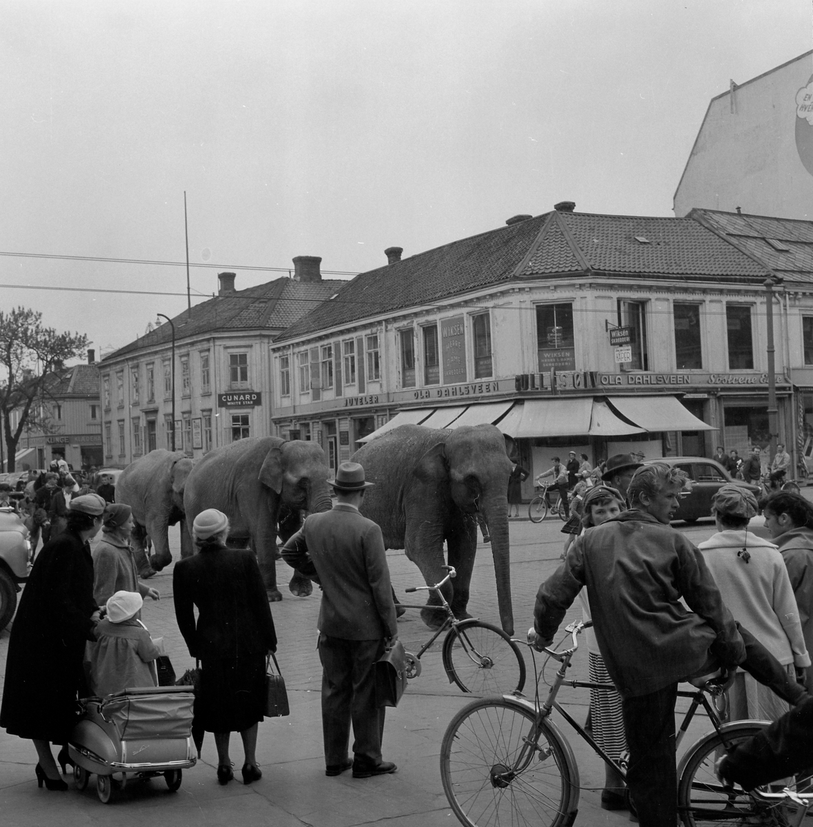 Cirkus Berny i byen. Buffalo Bill på Nordre