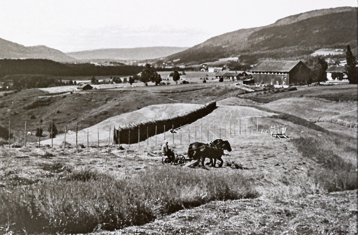 Slåtton. Sigvart Røsholt (1891-1968) på slåmaskin.