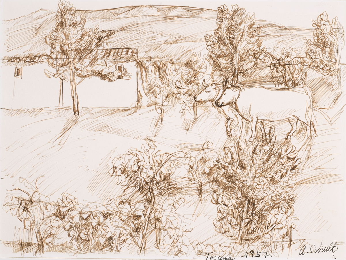 Okser, Toscana [Pennetegning]
