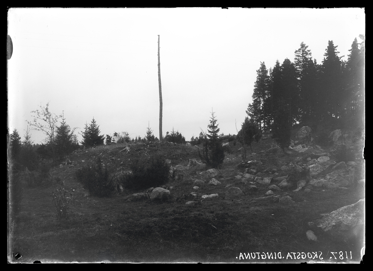 Gravfältet på moränbacke vid gränsen mot Timmelsta på Skogsta gårds ägor.
Fornlämning RAÄ Rytterne 160:1.