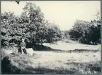 Halleberg. Lövängs-vegetation vid f.d. torpet Snipan