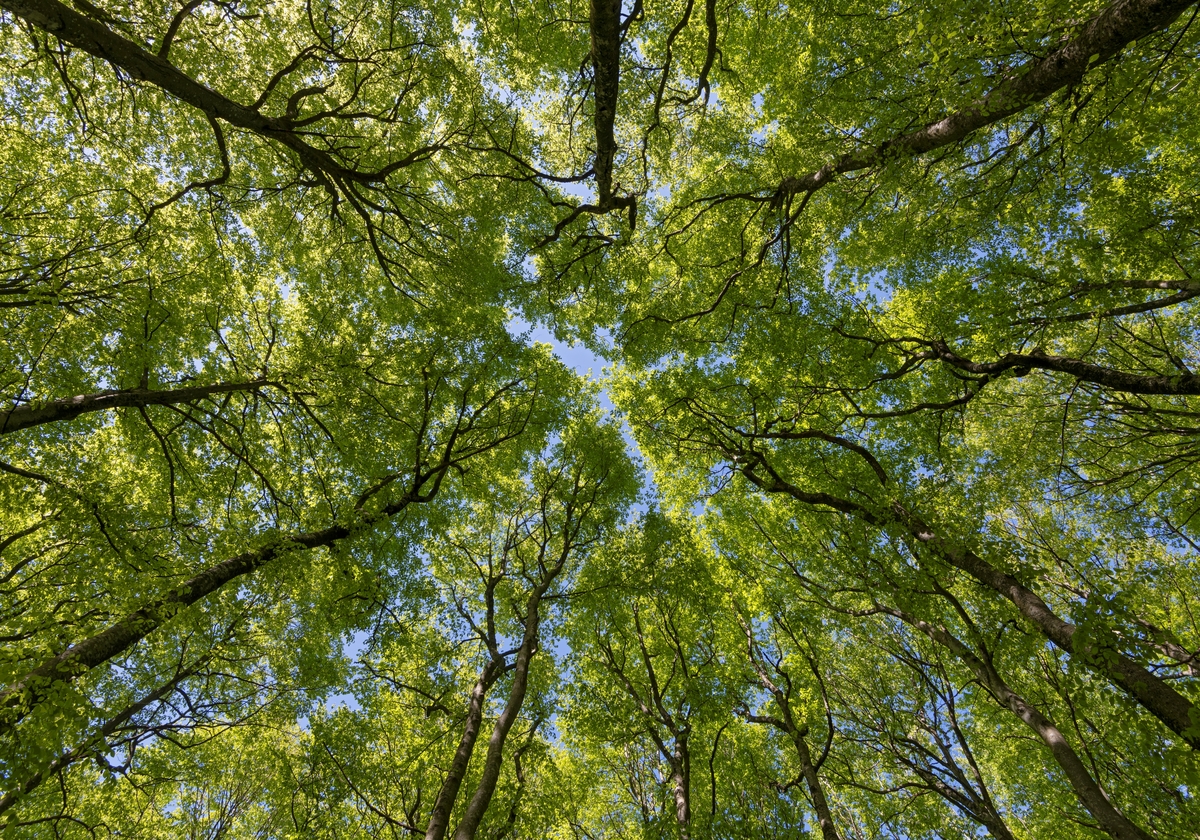 Bøketrær med lauvverk, fotografert fra bakken og opp mot trekronene og den blå himmelen. Treslaget bøk (Fagus silvatica) ble antakelig brakt til Norge av mennesker. Forekomsten i søndre Vestfold, som også har spredt seg videre sørover langs kysten og inn i Telemark, antas å være om lag 1 500 år gammel. Det finnes også en forekomst ved Seim nord for Bergen. Biologene mener at den er om lag 1 000 år gammel. I Vestfold finnes de viktigske bøkebestandene i morenejord på det såkalte Raet. Treslaget er ømfintlig for frost og trives best i miljøer med relativt høy luftfuktighet, altså i kystnære strøk, men kan i Vestfold klare seg på lokaliteter opptil 350 meter over havet. Bøketrærne vokser forholdsvis langsomt, og strekker seg nok mest når de er i 30-40-årsalderen. Massetilveksten er bare 70-80 prosent av den vi finner hos gran under samme vekstvilkår. Bøkeveden er imidlertid langt hardere enn granveden, og i en del brukssammenhenger er derfor bøkskogen langt mer attraktiv enn granskogen. Bøketrærne skyggetålende, men også skyggeskapende. Bladene orienterer seg mot lysåpninger og fanger mye sollys, noe som forårsaker at det blir skyggefullt og svalt under trekronene. Derfor er det dårlige vekstforhold for de fleste andre plantearter i bøkeskogen. Dette fotografiet er tatt en vårdag, før bladverket var fullt utvokst.

I begynnelsen av 1880-åra overdrog kammerherre Fredrik Wilhelm Treschow en 300 dekar stor bøkeskog i Vestfold til staten, som «Lystskov for Byen Laurvig». Dette fotografiet ble tatt i den samme bøkeskogen en vårdag i 2021.