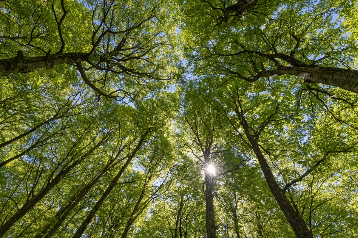 Bøketrær med lauvverk, fotografert fra bakken og opp mot trekronene og den blå himmelen. Treslaget bøk (Fagus silvatica) ble antakelig brakt til Norge av mennesker. Forekomsten i søndre Vestfold, som også har spredt seg videre sørover langs kysten og inn i Telemark, antas å være om lag 1 500 år gammel. Det finnes også en forekomst ved Seim nord for Bergen. Biologene mener at den er om lag 1 000 år gammel. I Vestfold finnes de viktigske bøkebestandene i morenejord på det såkalte Raet. Treslaget er ømfintlig for frost og trives best i miljøer med relativt høy luftfuktighet, altså i kystnære strøk, men kan i Vestfold klare seg på lokaliteter opptil 350 meter over havet. Bøketrærne vokser forholdsvis langsomt, og strekker seg nok mest når de er i 30-40-årsalderen. Massetilveksten er bare 70-80 prosent av den vi finner hos gran under samme vekstvilkår. Bøkeveden er imidlertid langt hardere enn granveden, og i en del brukssammenhenger er derfor bøkskogen langt mer attraktiv enn granskogen. Bøketrærne skyggetålende, men også skyggeskapende. Bladene orienterer seg mot lysåpninger og fanger mye sollys, noe som forårsaker at det blir skyggefullt og svalt under trekronene. Derfor er det dårlige vekstforhold for de fleste andre plantearter i bøkeskogen. Dette fotografiet er tatt en vårdag, før bladverket var fullt utvokst.

I begynnelsen av 1880-åra overdrog kammerherre Fredrik Wilhelm Treschow en 300 dekar stor bøkeskog i Vestfold til staten, som «Lystskov for Byen Laurvig». Dette fotografiet ble tatt fra bakken og opp mot trekronene i denne bøkeskogen en vårdag i 2021.