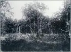 Halleberg, Snipan. Lundvegetation