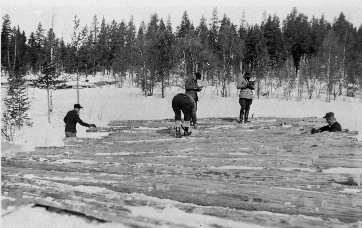 Fem mann i arbeid med oppmåling av tømmer