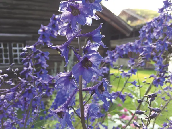 Enkel ridderspore. Medisinplante.