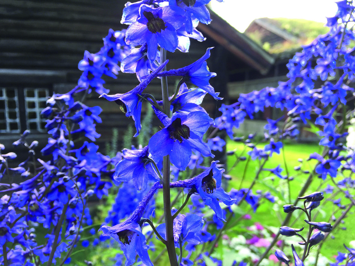 Enkel ridderspore. Medisinplante.