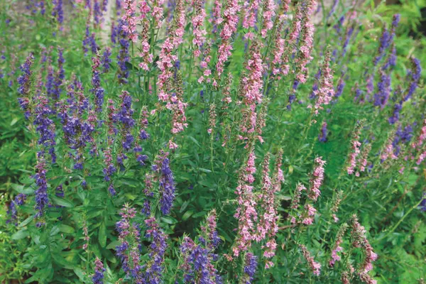 Isop. Medisinplante.