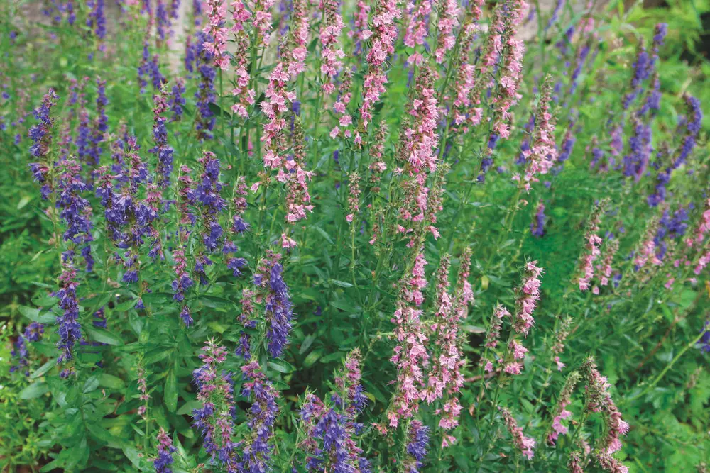 Isop. Medisinplante.