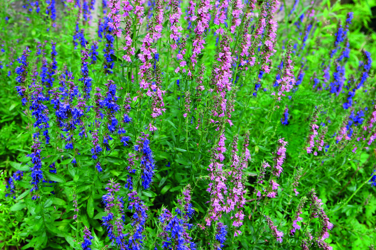 Isop. Medisinplante.