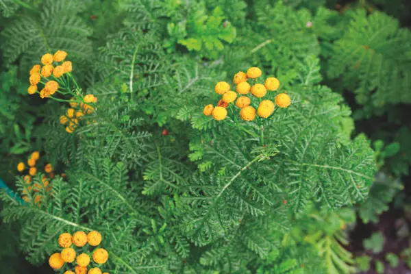 Kruset reinfann. Medisinplante.