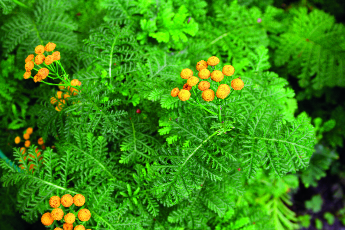 Kruset reinfann. Medisinplante.