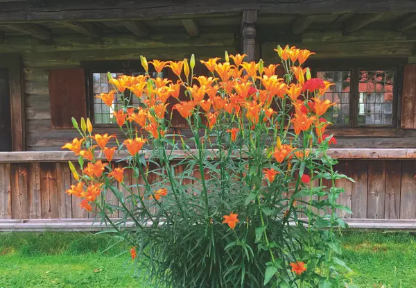 Brannliljer. Historiske prydvekster.