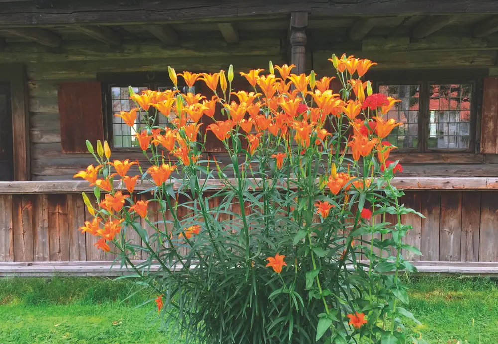 Brannliljer. Historiske prydvekster.