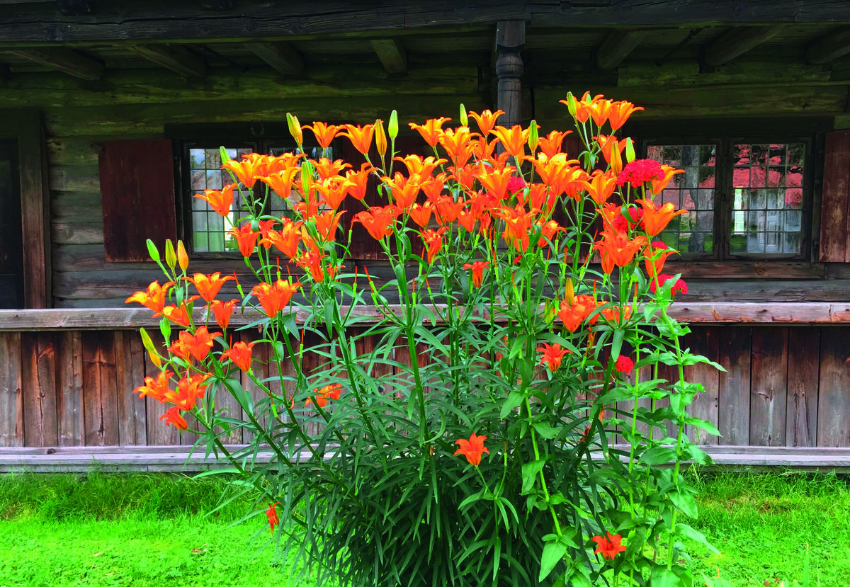 Brannliljer. Historiske prydvekster.