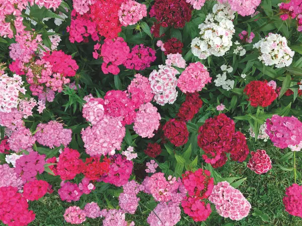 Bustnellik. Historiske prydvekster.