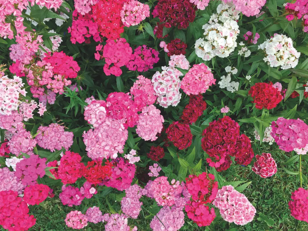 Bustnellik. Historiske prydvekster.