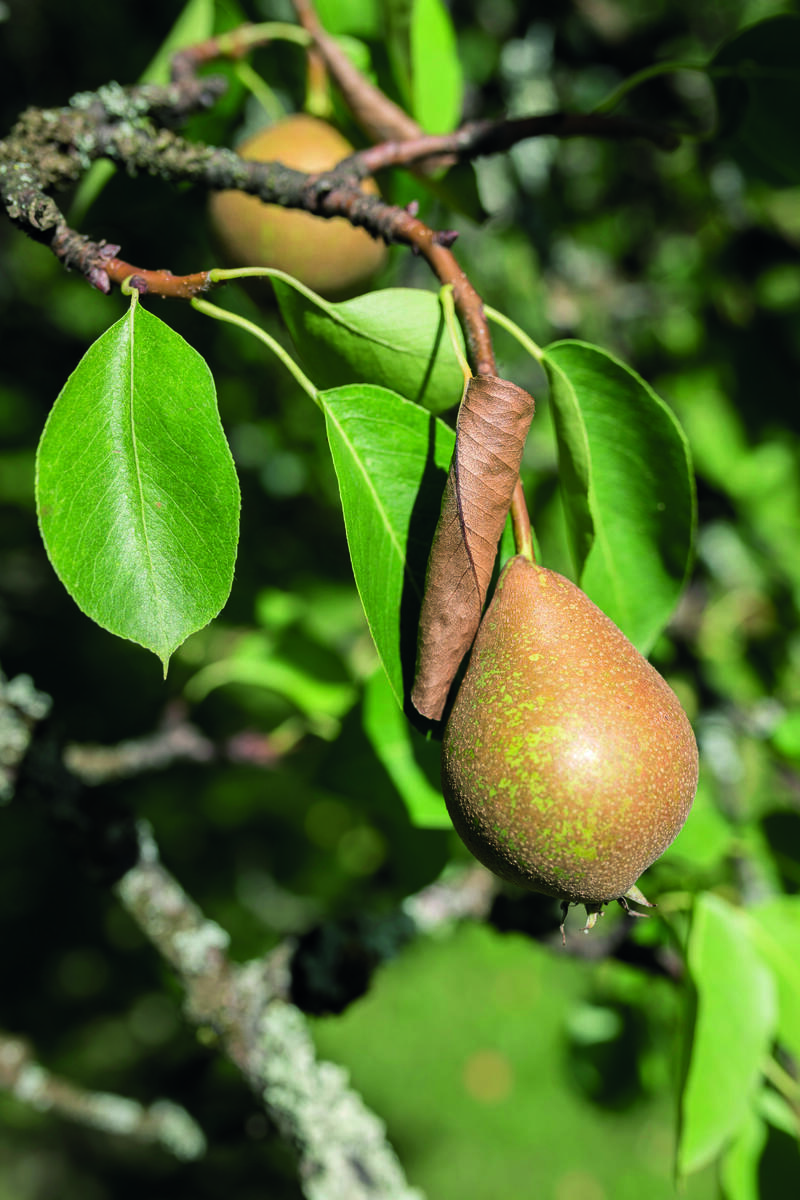 Pærer. Historiske nyttevekster.