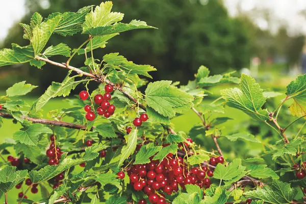 Rips. Historiske nyttevekster.