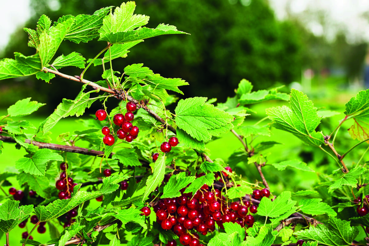 Rips. Historiske nyttevekster.