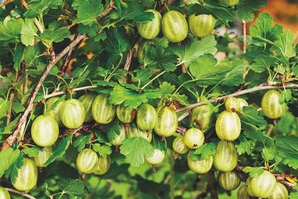 Stikkelsbær. Historiske nyttevekster.